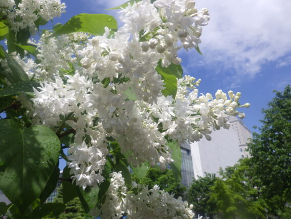 ジョンダンバーの花