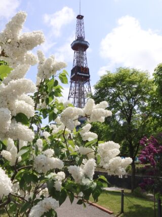 ライラック投稿写真「都会のオアシス」