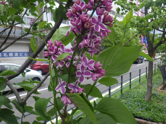 フレンチライラック「センセーション」の花
