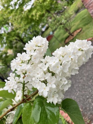 ライラック投稿写真「雨でツヤツヤ」