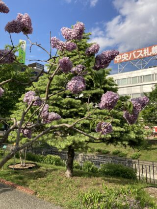 ライラック投稿写真「もりもりハートのツリー」