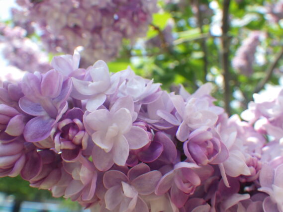 ミシェルブフナーの花