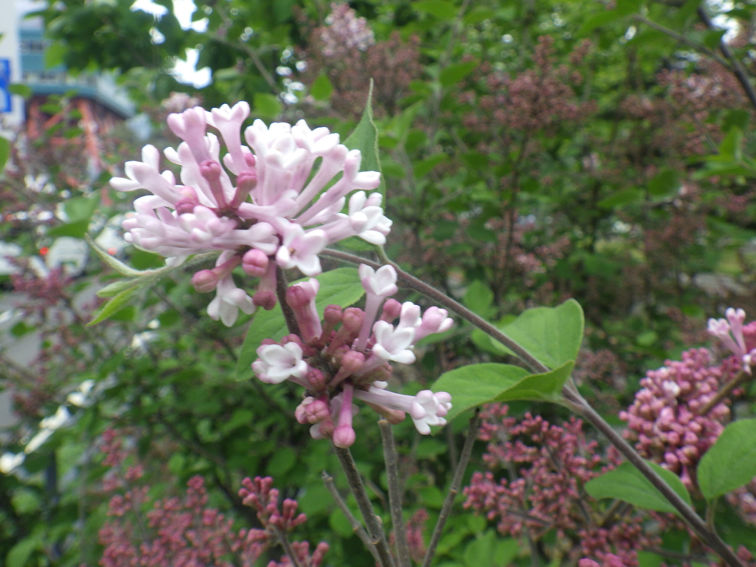 ライラックが次々に開花しています | 創成川公園