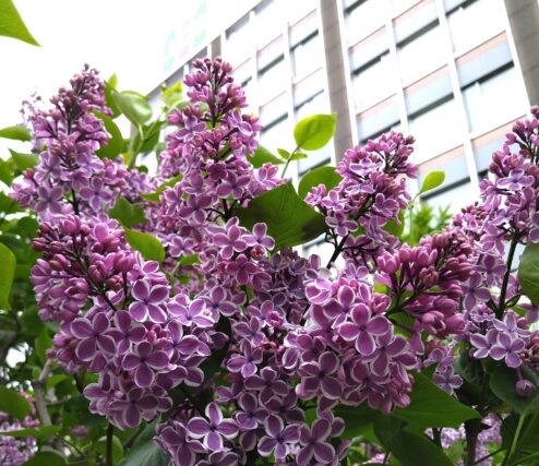 ライラック投稿写真「推しNO1ライラック!!「センセーション」」