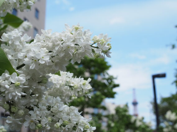 ライラック投稿写真「青空と白いライラック」