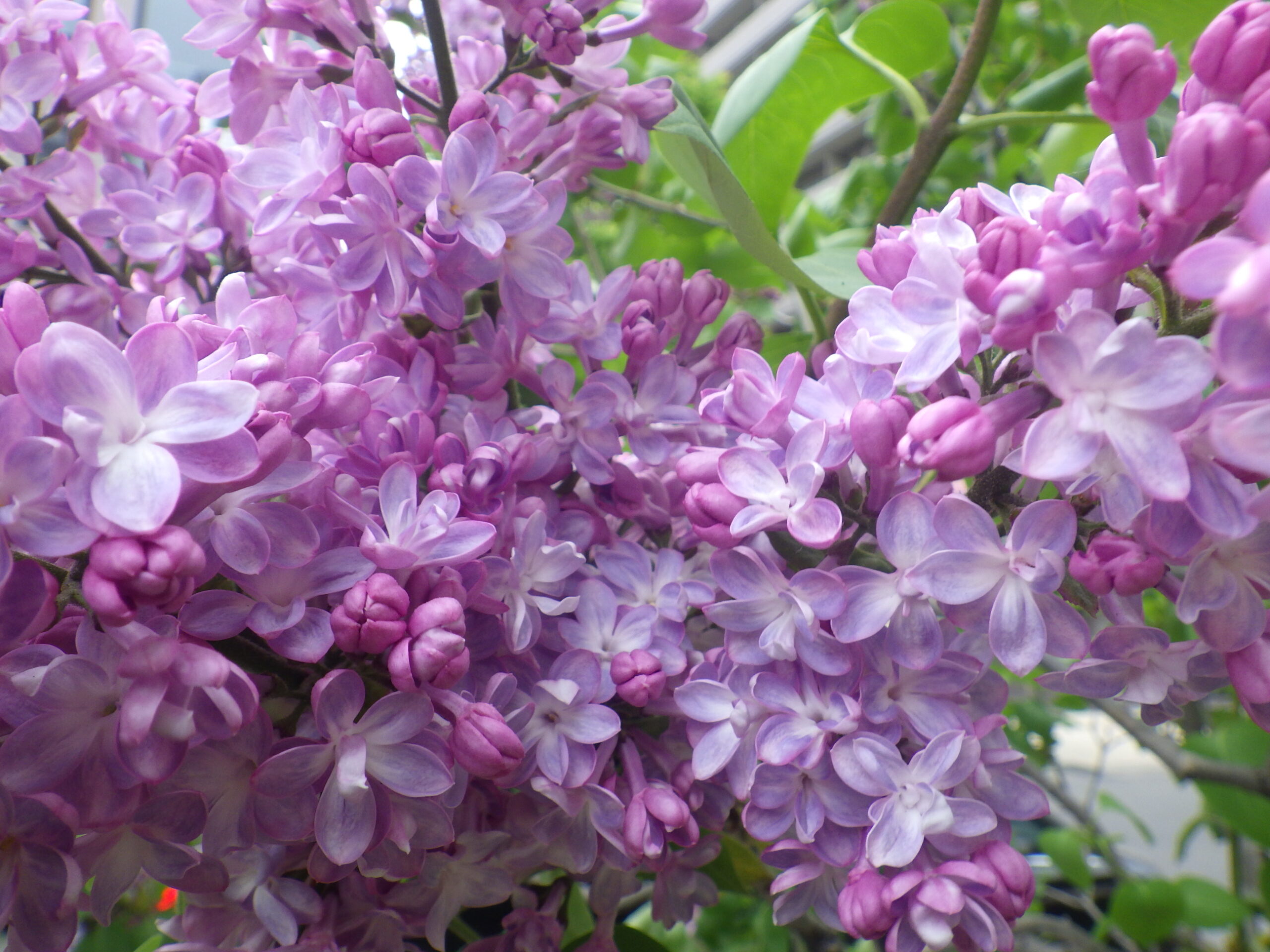 ライラックが次々に開花しています | 創成川公園