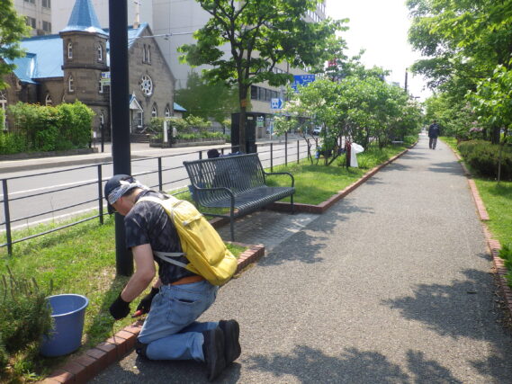 芝生の中の除草をする除草ボランティア