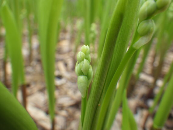 スズランのつぼみの様子