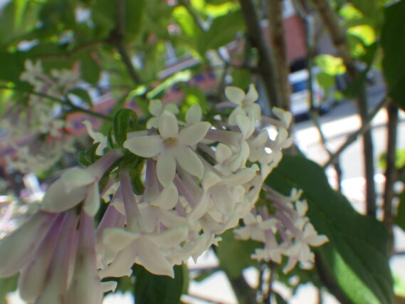 ウスゲシナハシドイで見つけたラッキーライラック