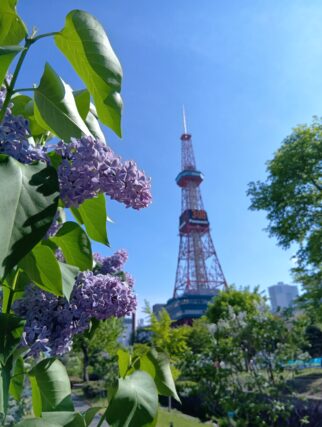 ライラック投稿写真「時計台とライラック」