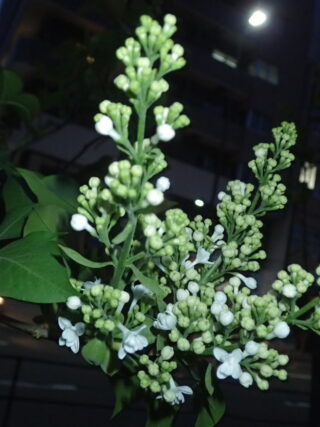 ライラック投稿写真「狸2条祭りで」