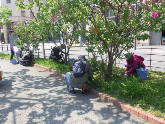 ライラックの株元の除草をする植物ボランティア