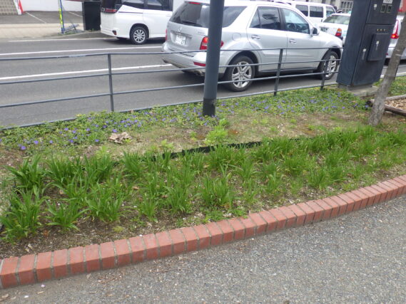 ヘメロカリスの芽