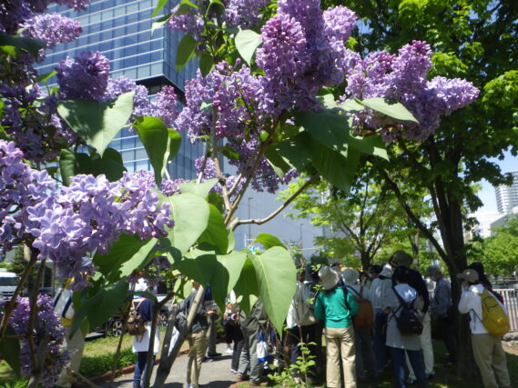 夏の公園とライラックツアーの様子