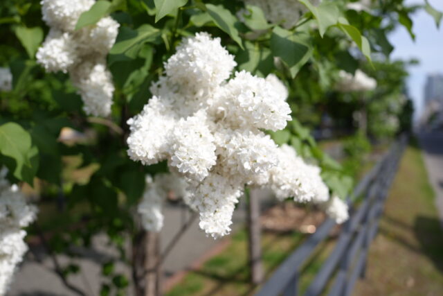 ライラック投稿写真「白いライラック」