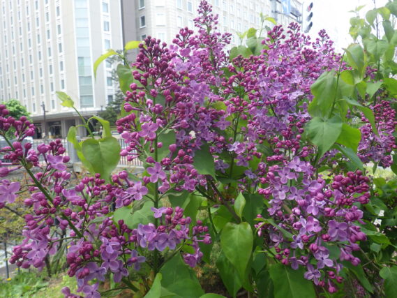 アセシッピーの花が咲いている様子