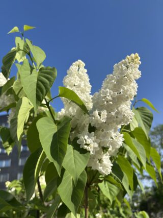 ライラック投稿写真「晩春の青空」