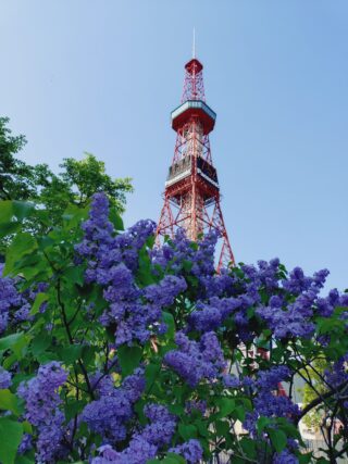 ライラック投稿写真「札幌の初夏」