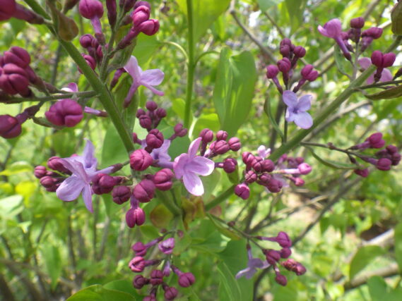 5月8日のライラック「アセシッピー」の開花の様子　
