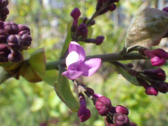 「5月を迎えた園内」の画像