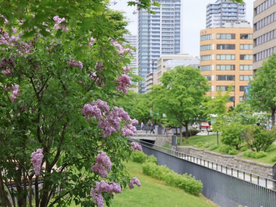 ライラック投稿写真「都会とライラック」