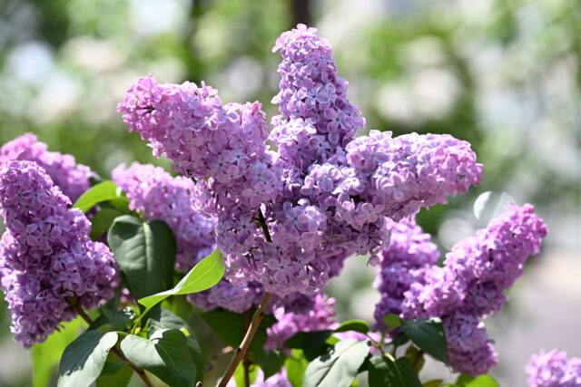 ライラック投稿写真「今年も綺麗に咲いてました」