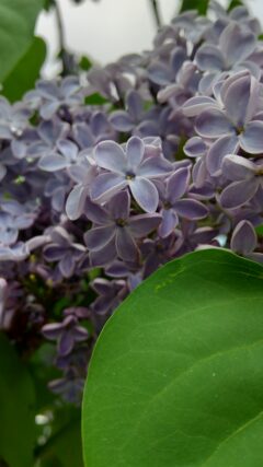 ライラック投稿写真「夢色の公園、ふたつ」