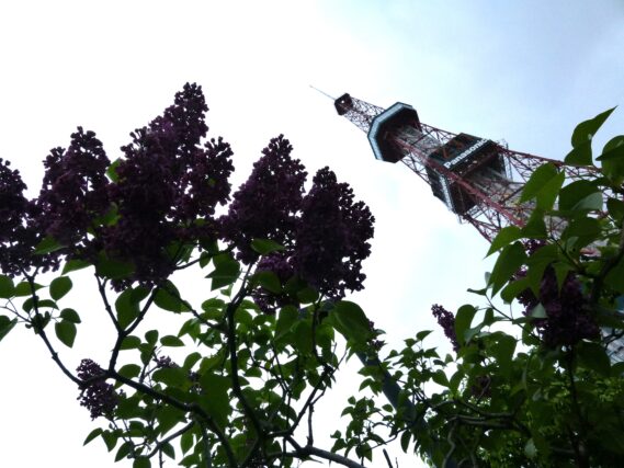 ライラック投稿写真「テレビ塔に影絵のようなライラックを添えて」