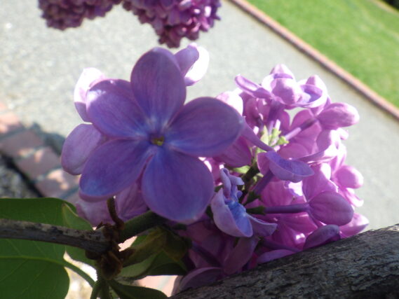 ラッキーライラック