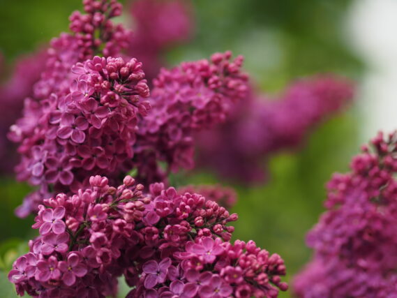 ライラック投稿写真「ライラックの花の群れ」