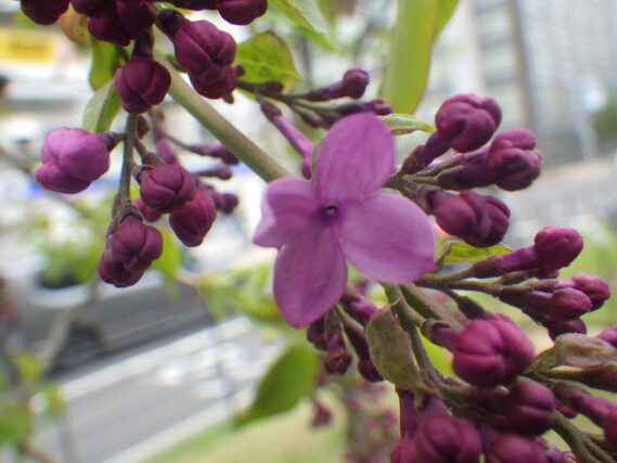 小さな花が開いたライラックのアセシッピー