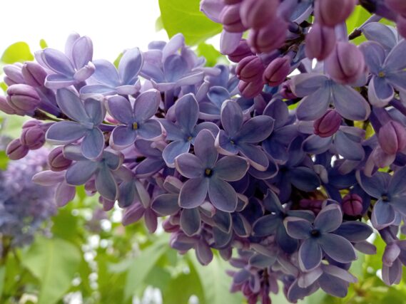 「ラッキーライラック」の画像