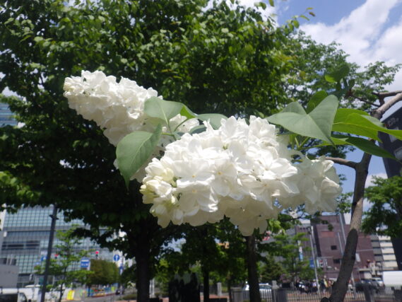 フローラ1953の花