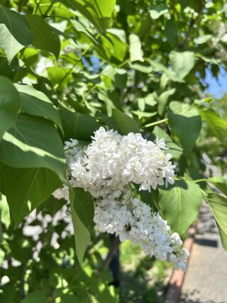 ライラック投稿写真「青空に映える白」