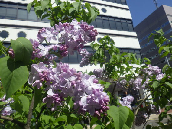 ブランシュスィートの花の様子
