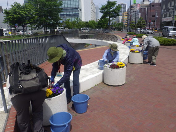 まんなか広場のコンテナ花壇のお手入れをする花くらぶ