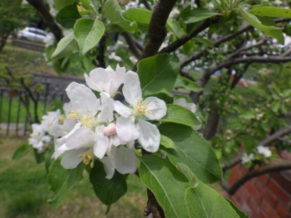 リンゴの花