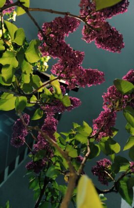 ライラック投稿写真「アンデンケンアンルートヴィッヒシュペート」