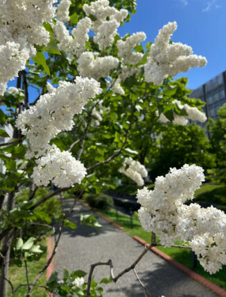 ライラック投稿写真「今日は晴れて気持ち良い散歩日和」