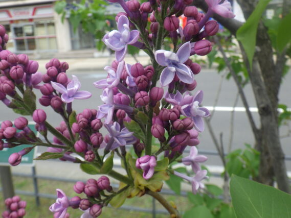 レオンガンベッタの花が咲いている様子