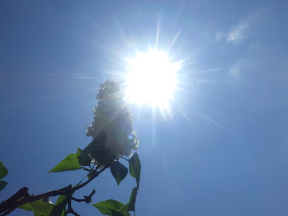 フローラ1953の花と太陽