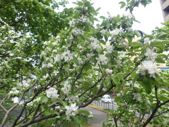 リンゴの花が咲く様子