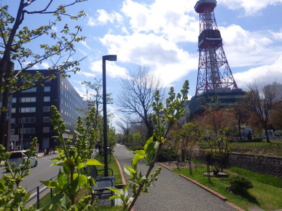 ジェネラルシュリダンのつぼみ