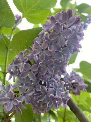 ライラック投稿写真「幸せの5枚花、見つけた」