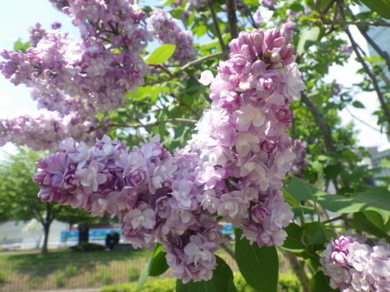 ミシェルブフナーの花