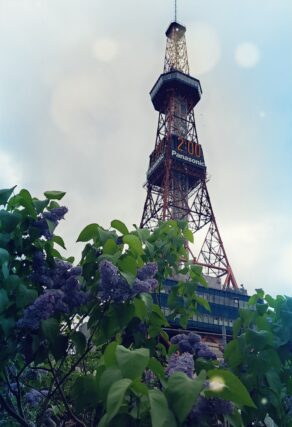 ライラック投稿写真「ライラックとテレビ塔」