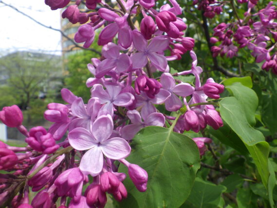 エスタースティリーの花が咲いている様子