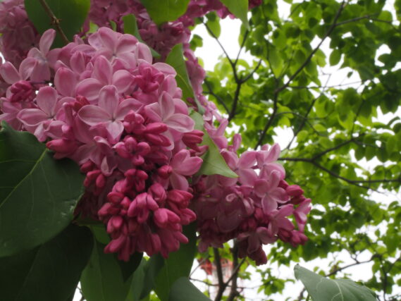 ライラック投稿写真「新緑とライラック」