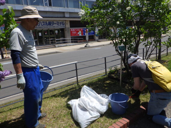 芝生の中のタンポポなどの雑草取りをする除草ボランティア