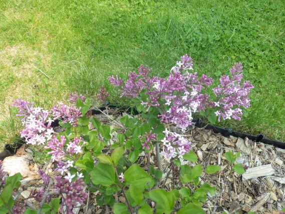 パリビンの花が咲いている様子